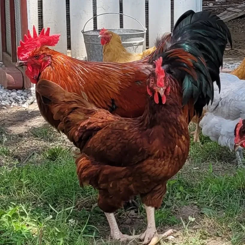 rooster and hen on homestead