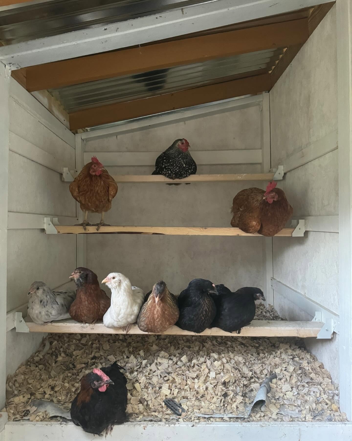 tiered chicken Roost