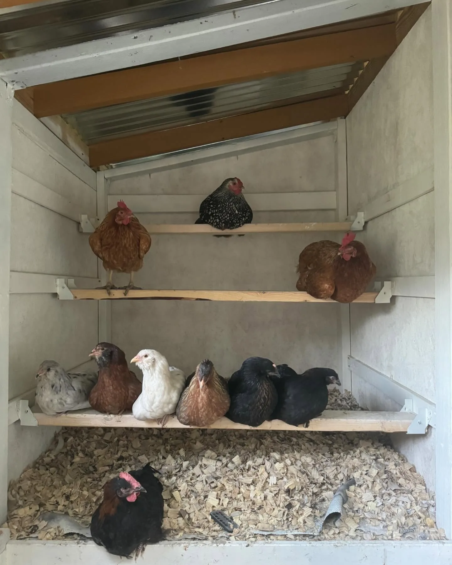 tiered chicken Roost