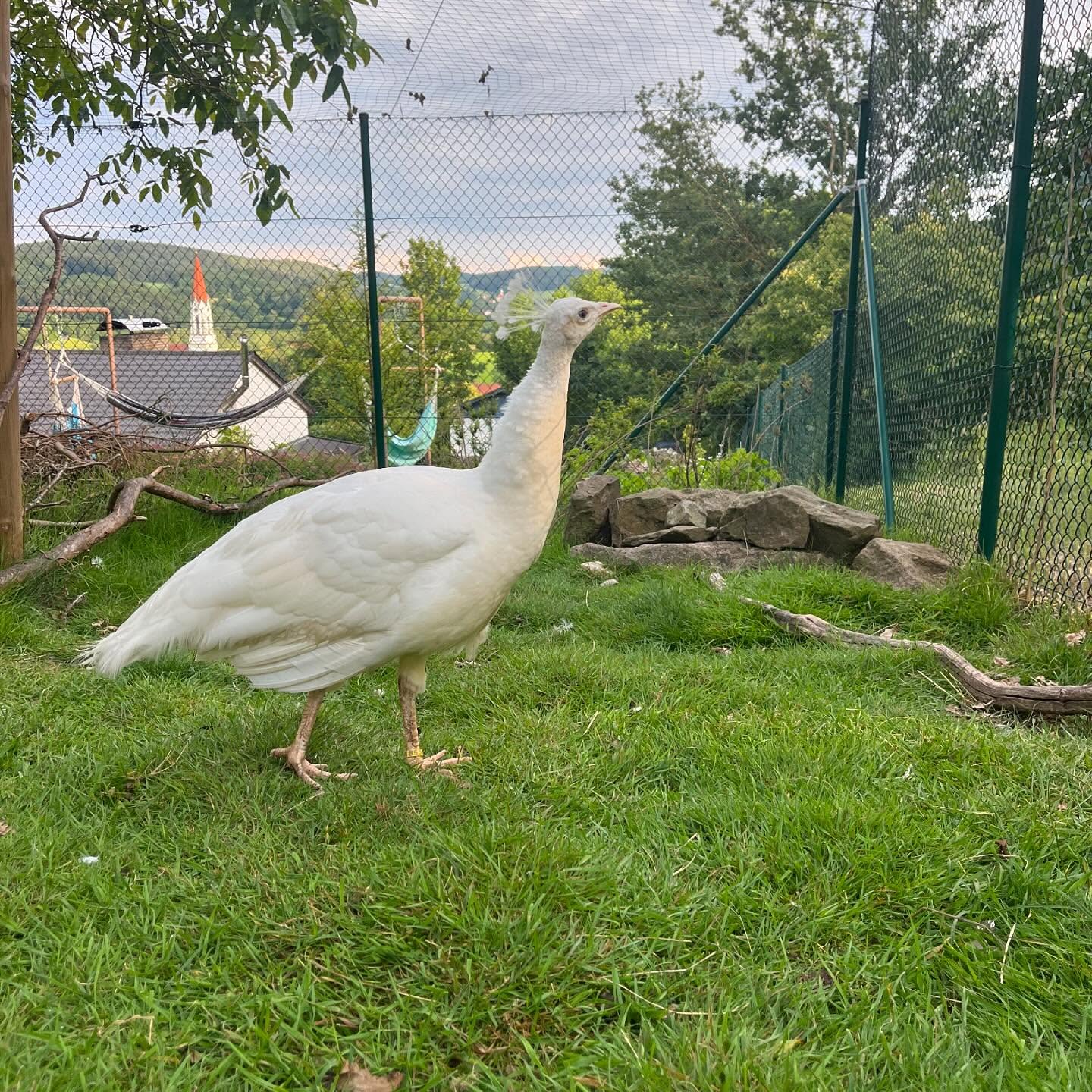 white peafowl in pen