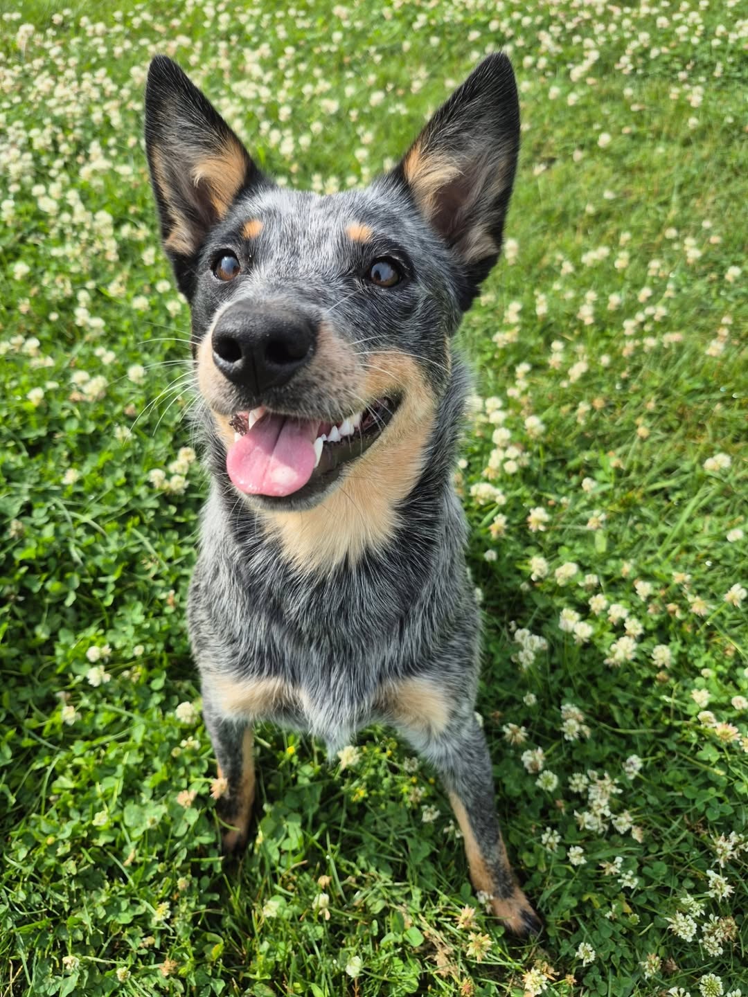 Australian Cattle Dog
