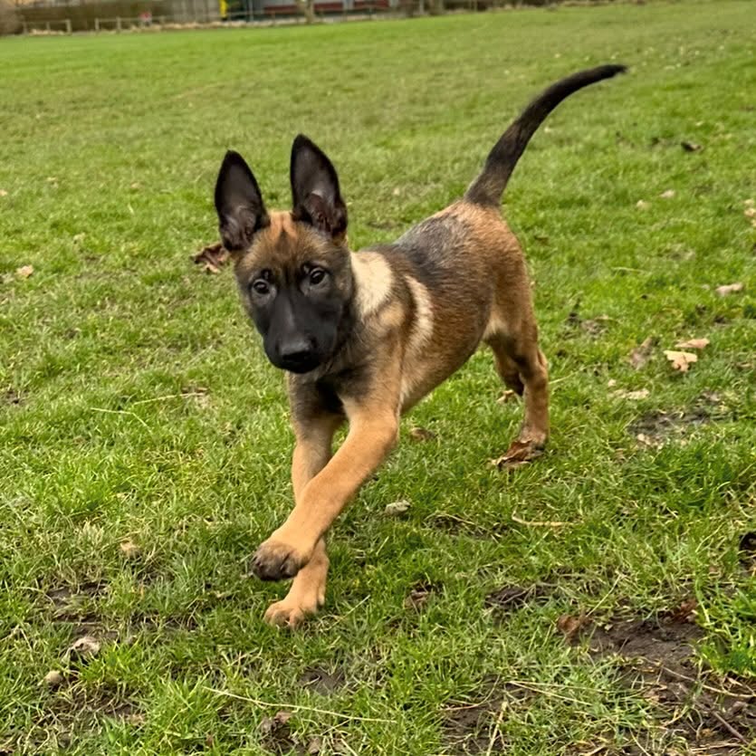 Belgian Malinois dog