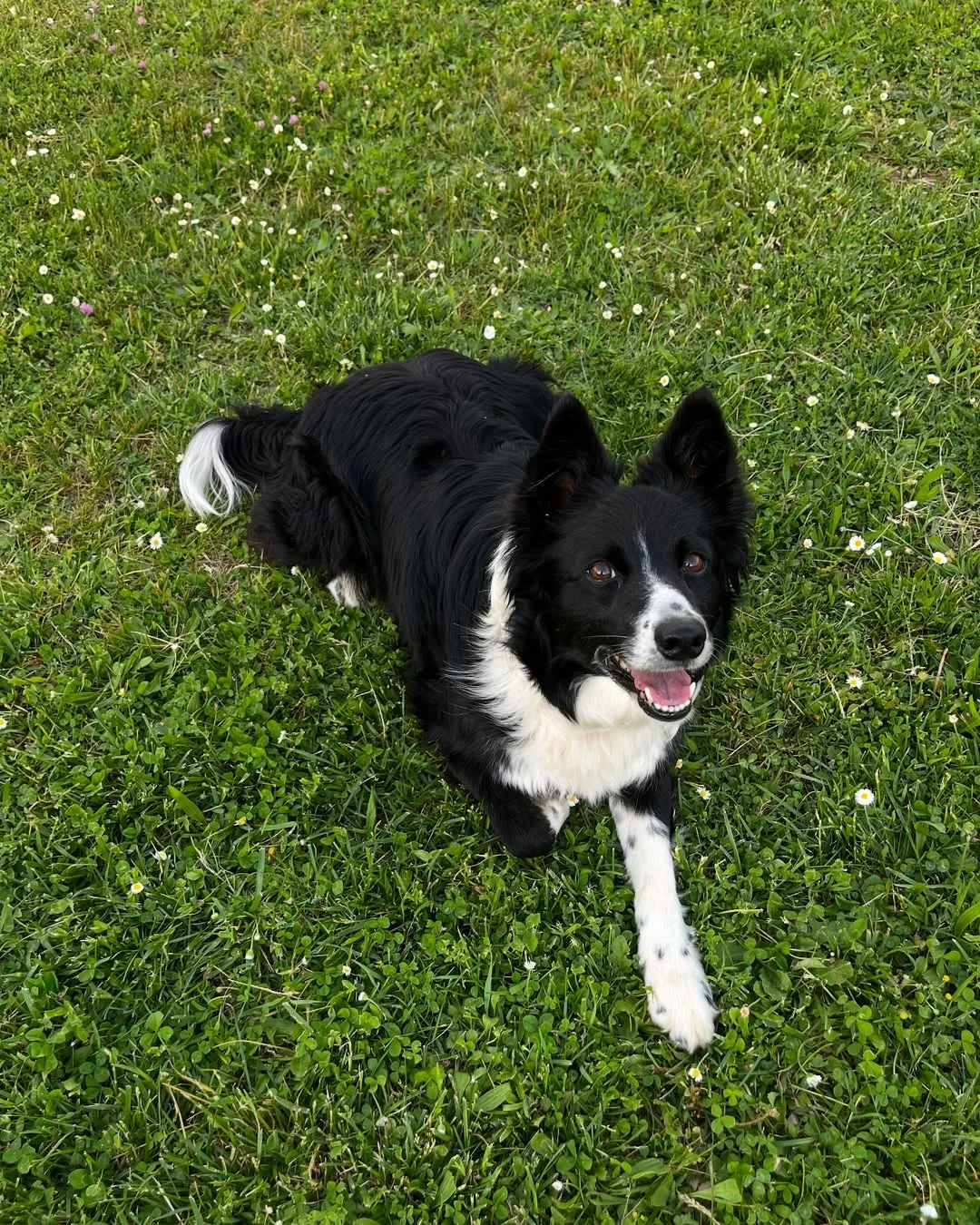 Border Collie on meadow