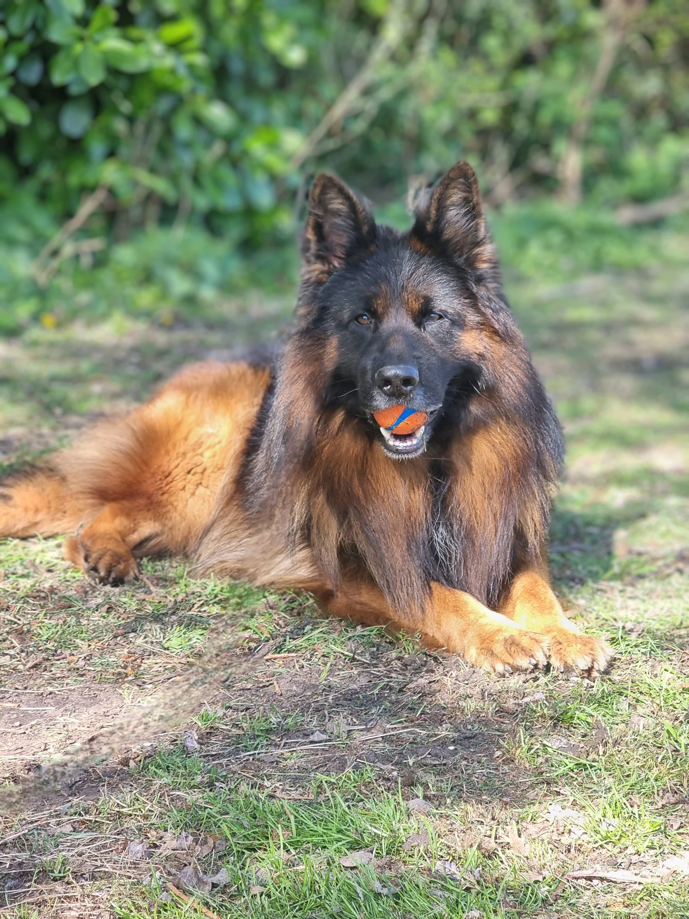 German Shepherd dog