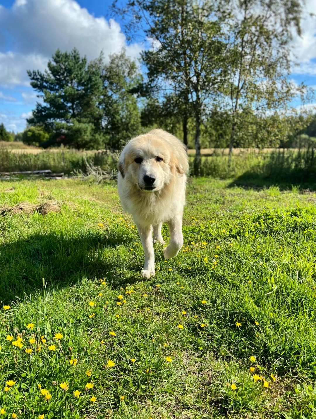 Great Pyrenees dog