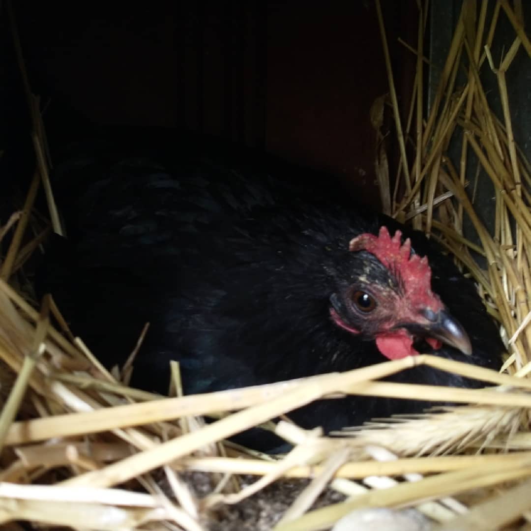 broody hen sitting on her eggs