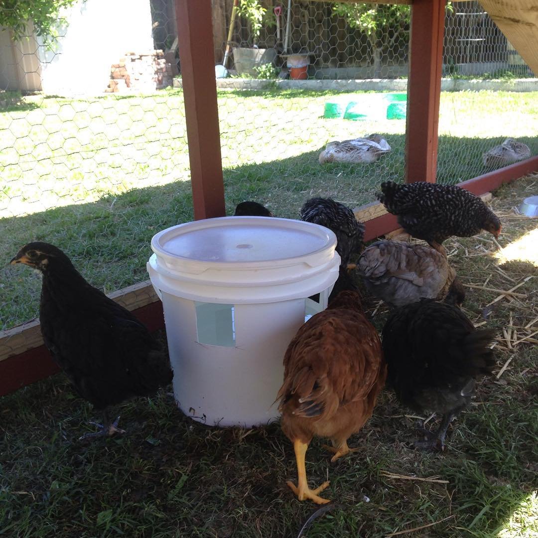 chicken run in shade