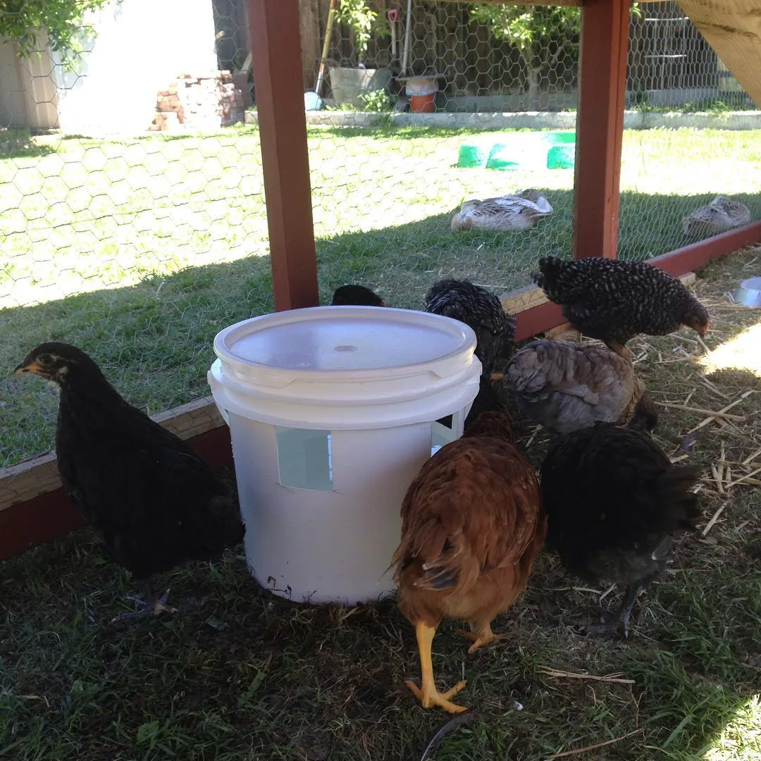 chicken run in shade