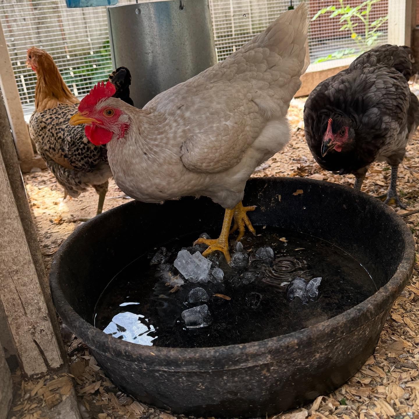chicken Cooling Feet in Shallow Water Pan