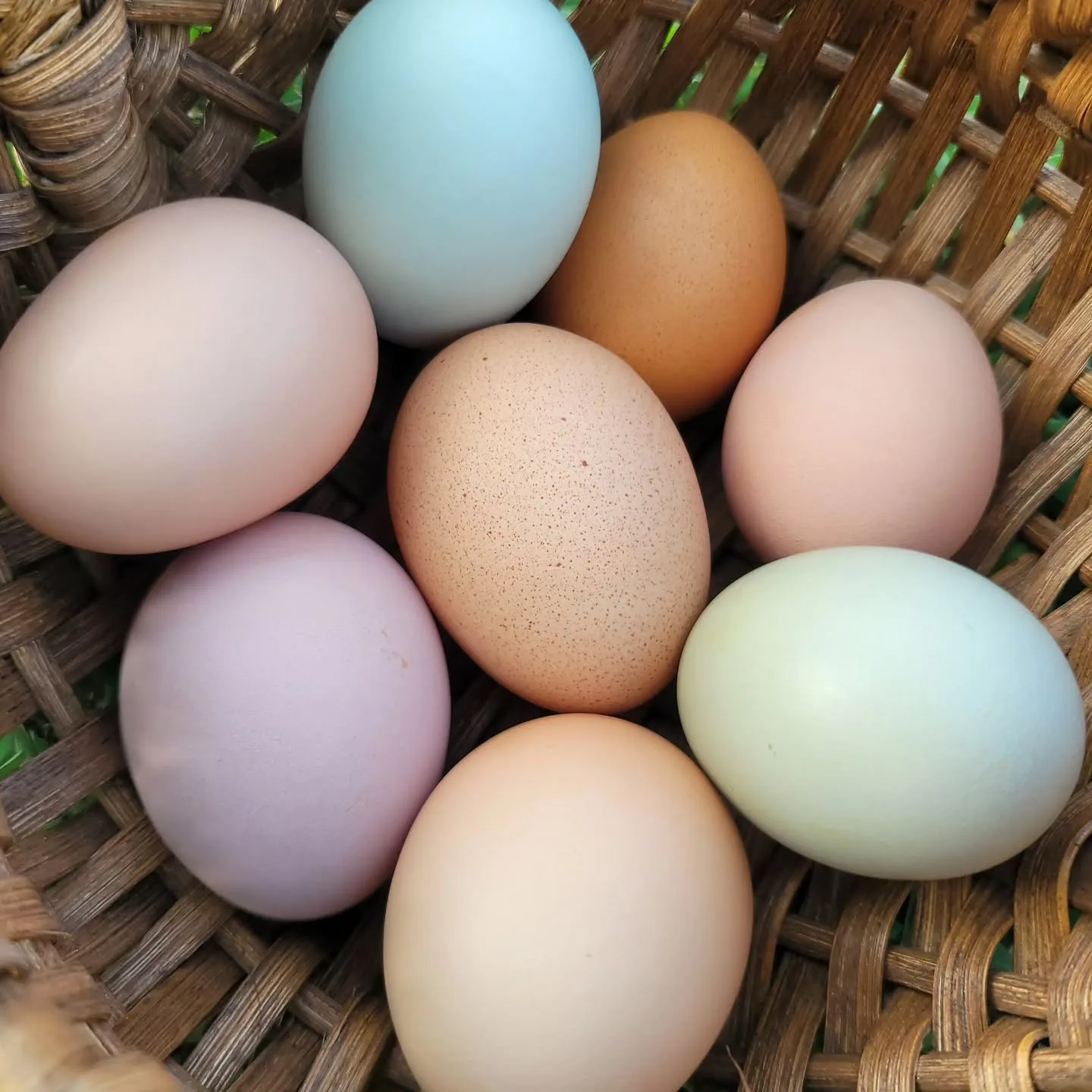 chicken eggs collecting in bamboo basket