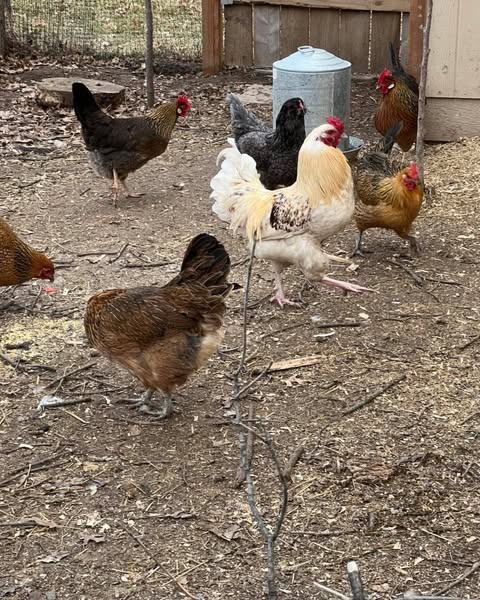 chicken flock in the run