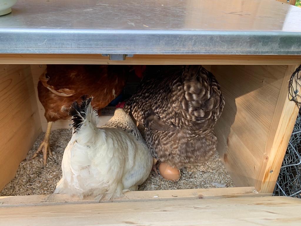 chicken nesting box