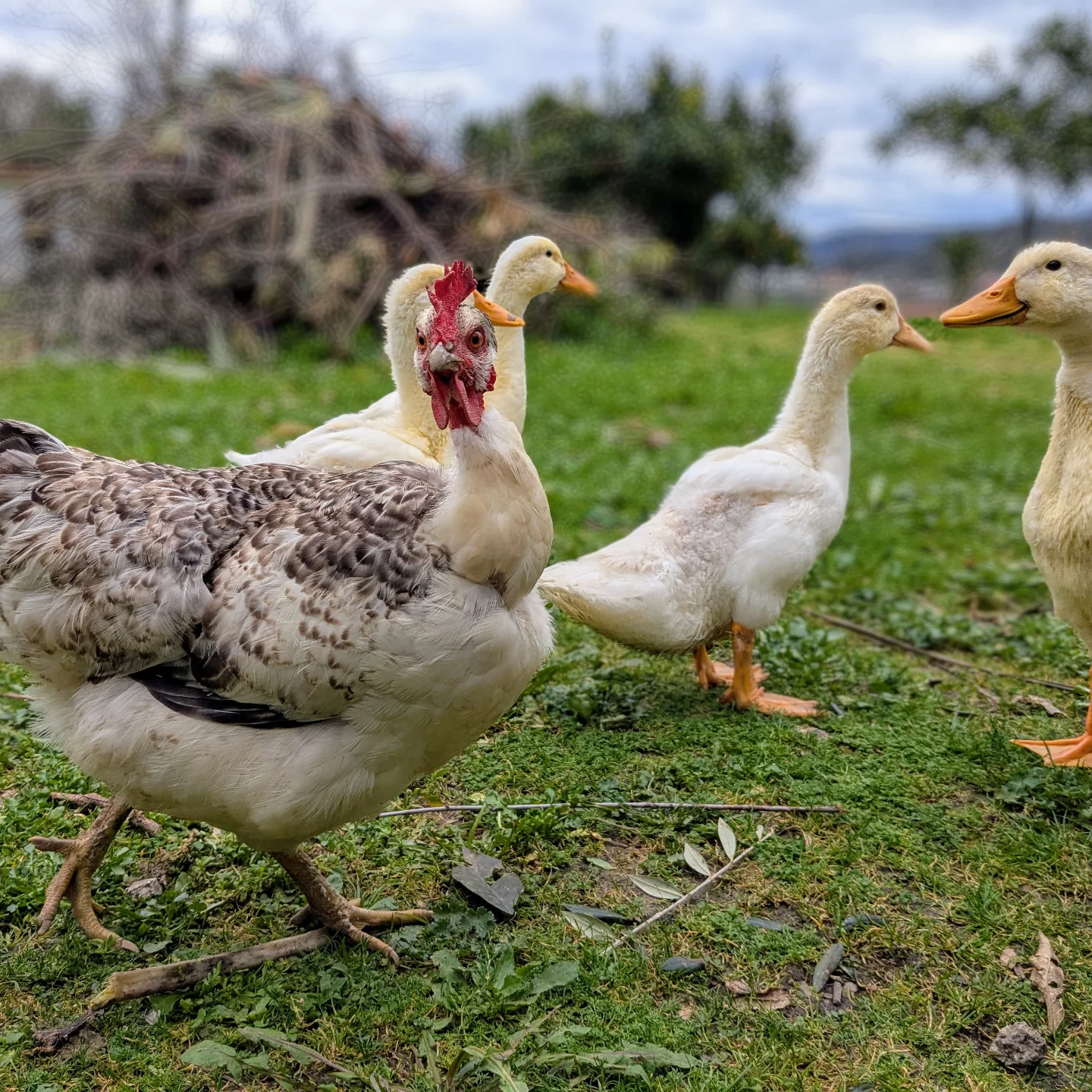 chicken with ducks on the pasture field