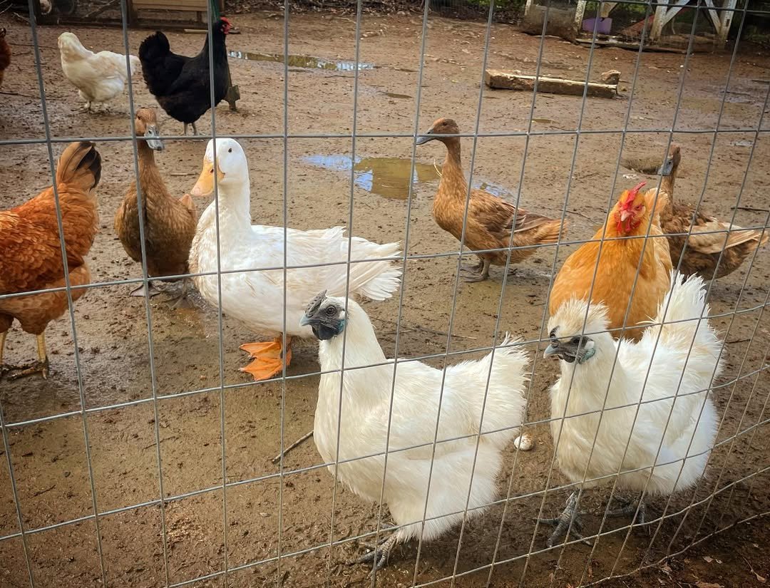 chickens and ducks raising together