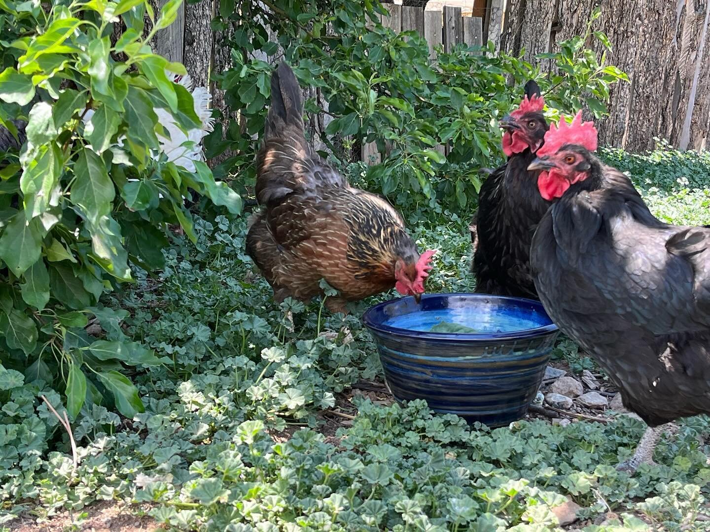 chickens drinking water in shade