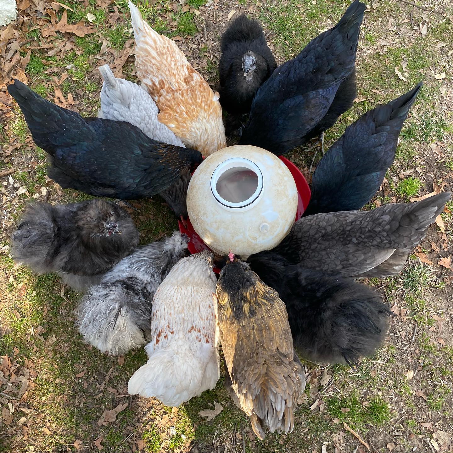 chickens drinking water