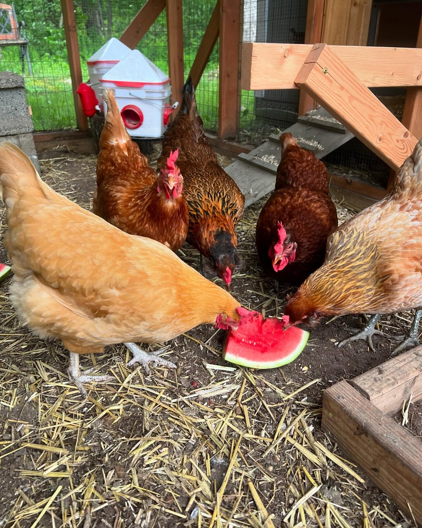 chickens eating summer treat
