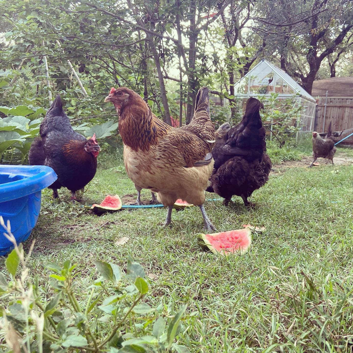 chickens eating watermelon