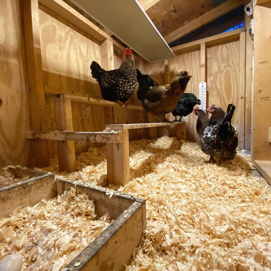 chickens in big coop