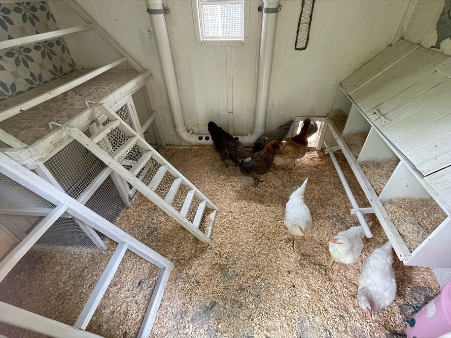 chickens in recently clean coop