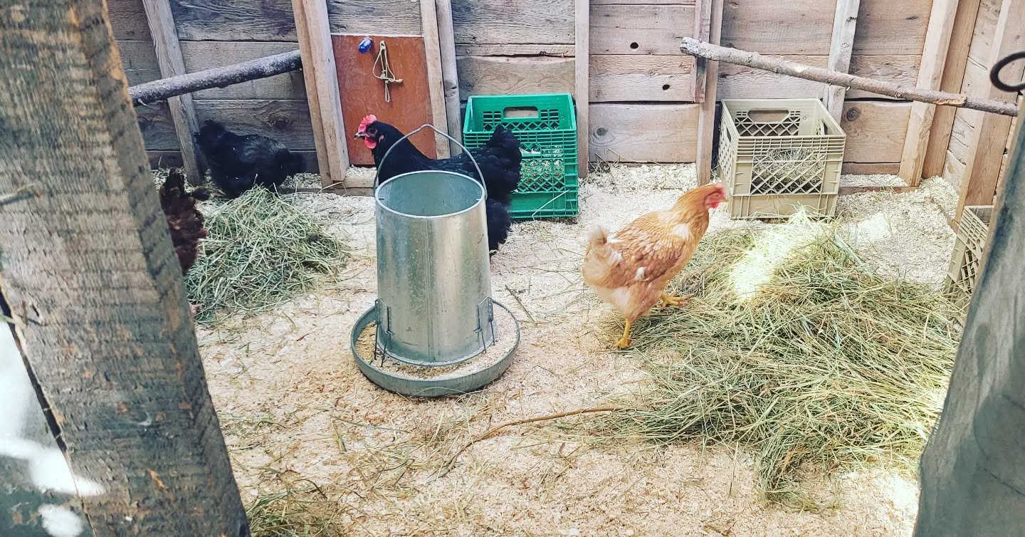 chickens in spacious coop