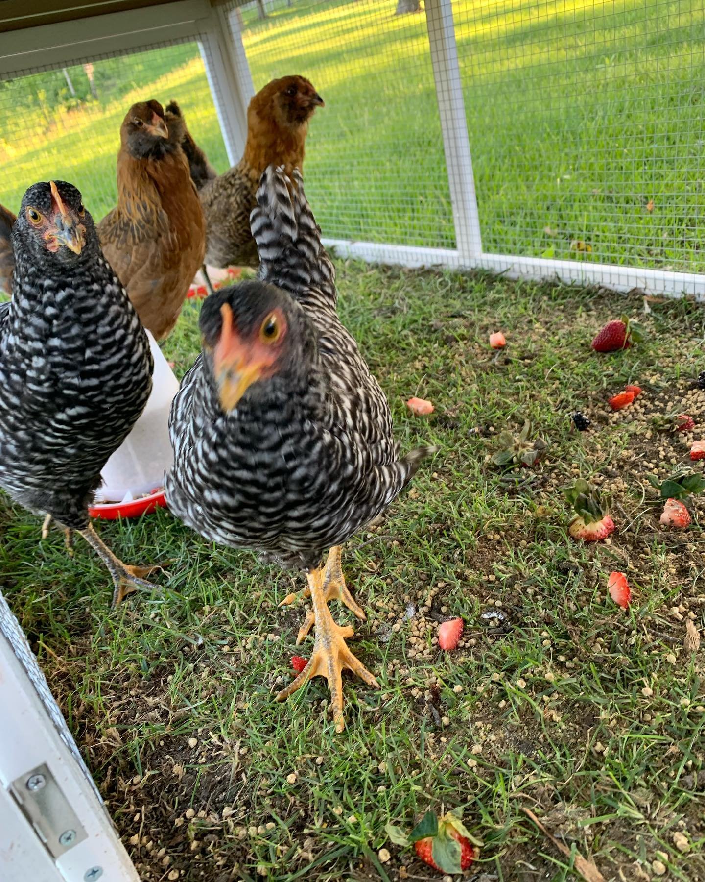 chickens in the outdoor run