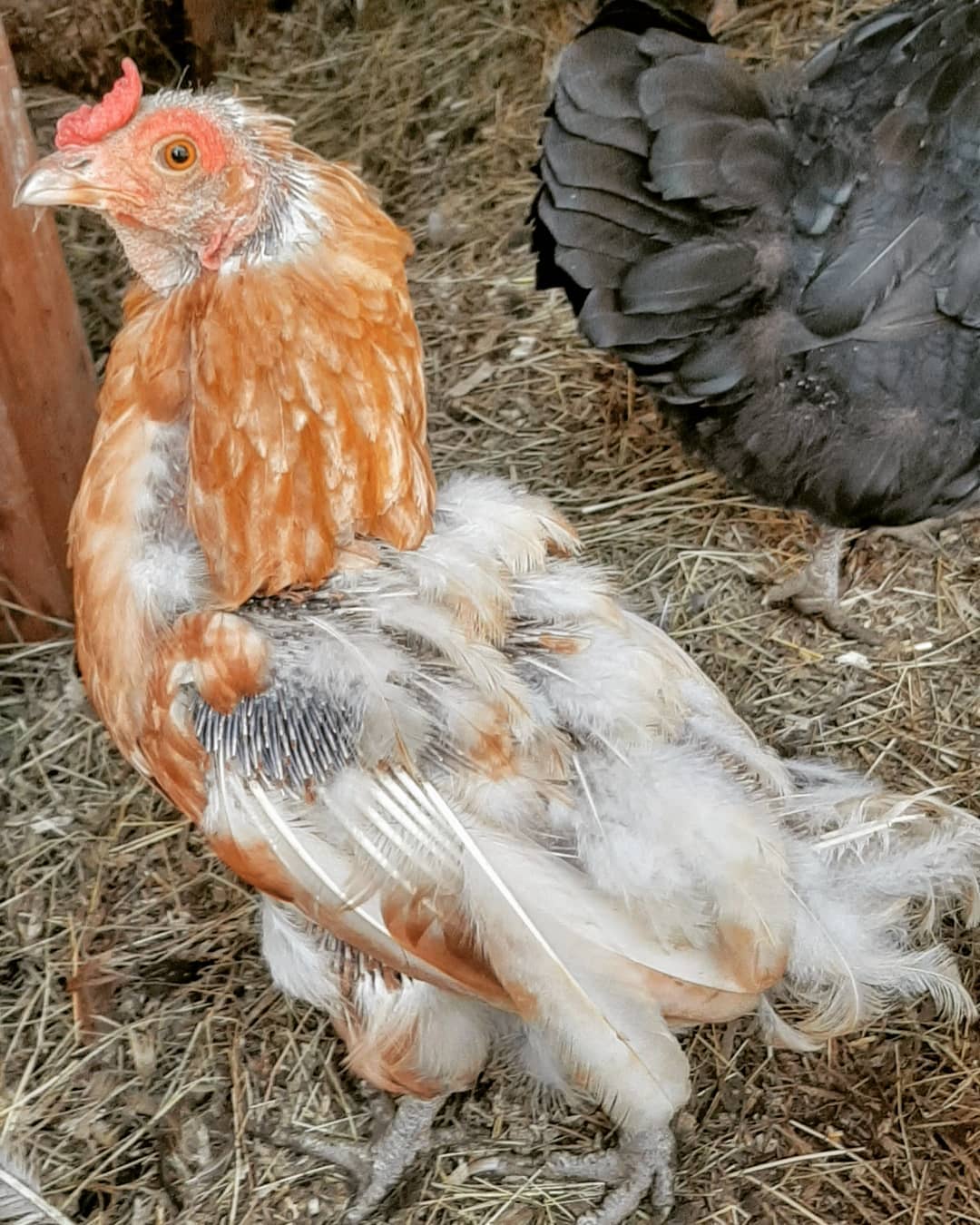 chickens losing their feathers