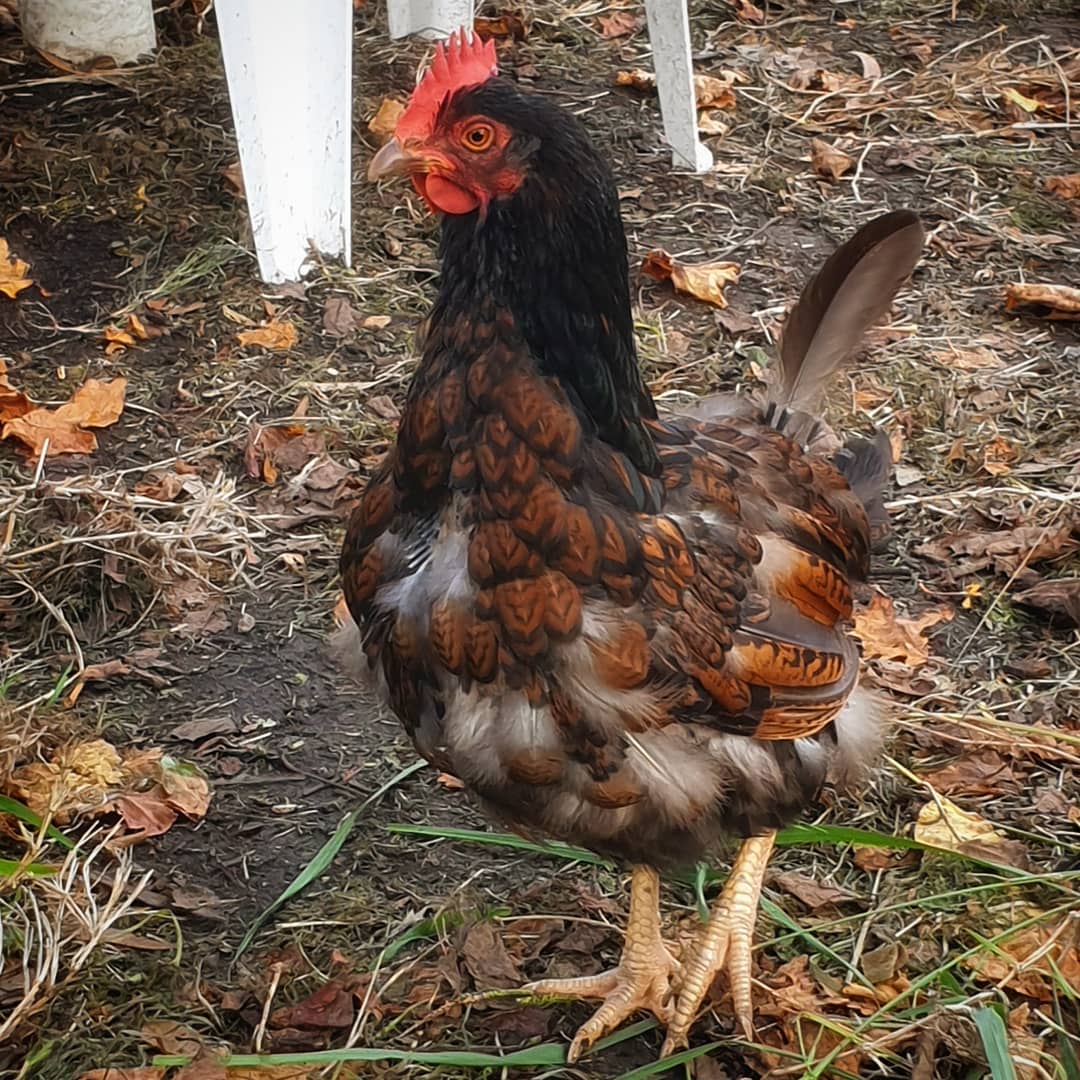 chickens with thin feathers