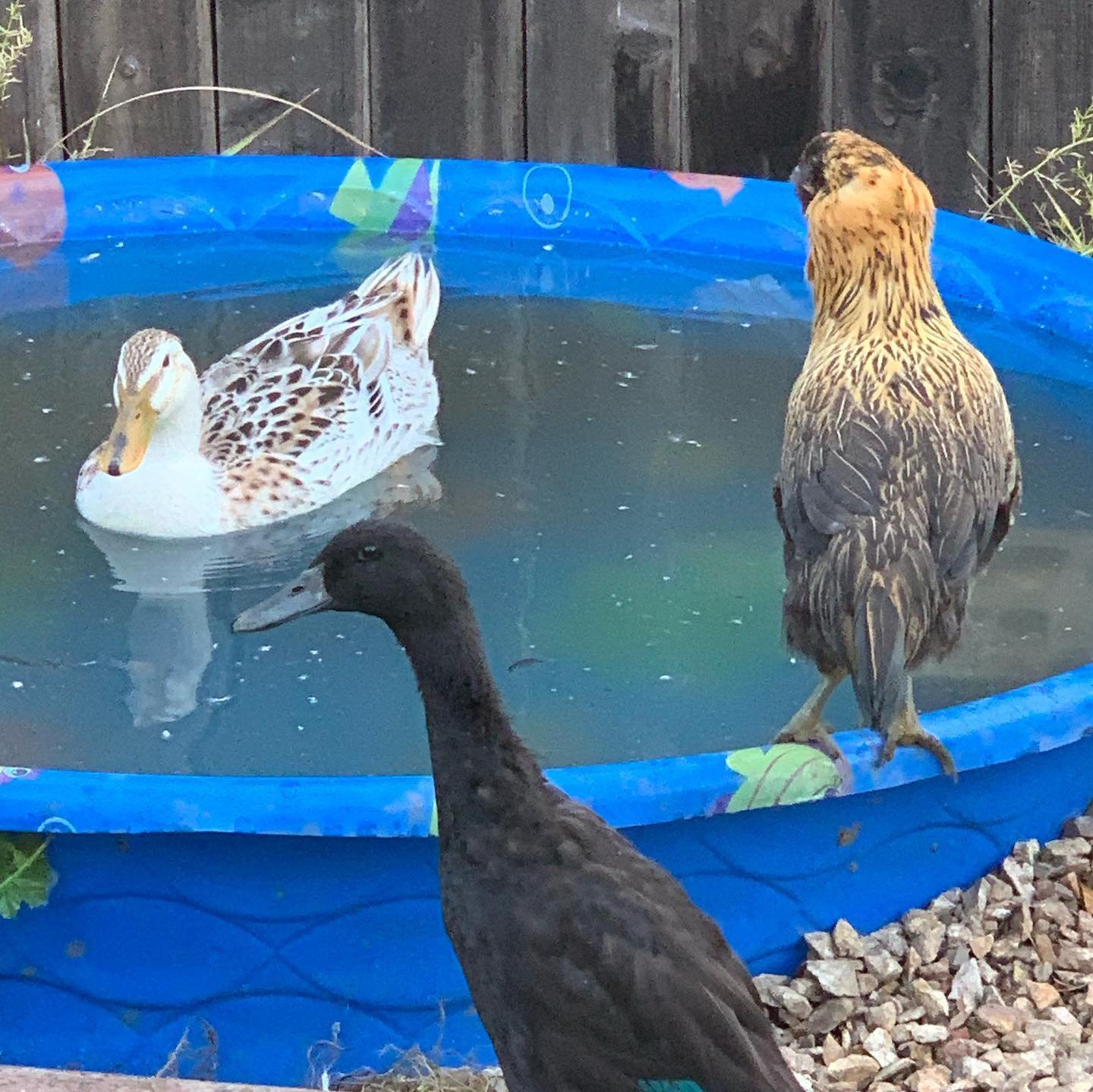 duck swimming and chicken near by water tub