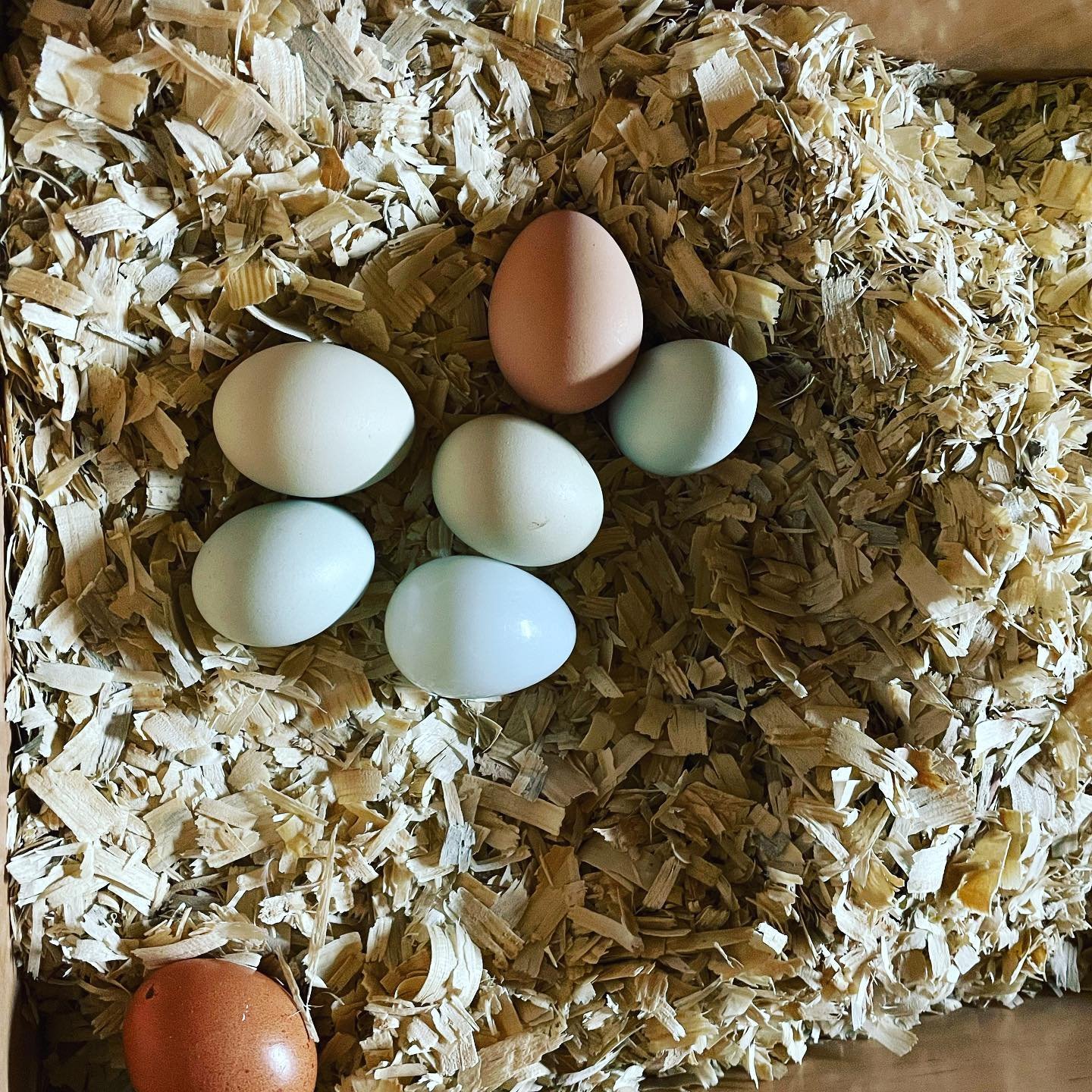 eggs on wood shavings