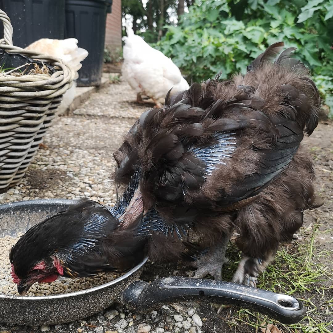 hen eating layer feed