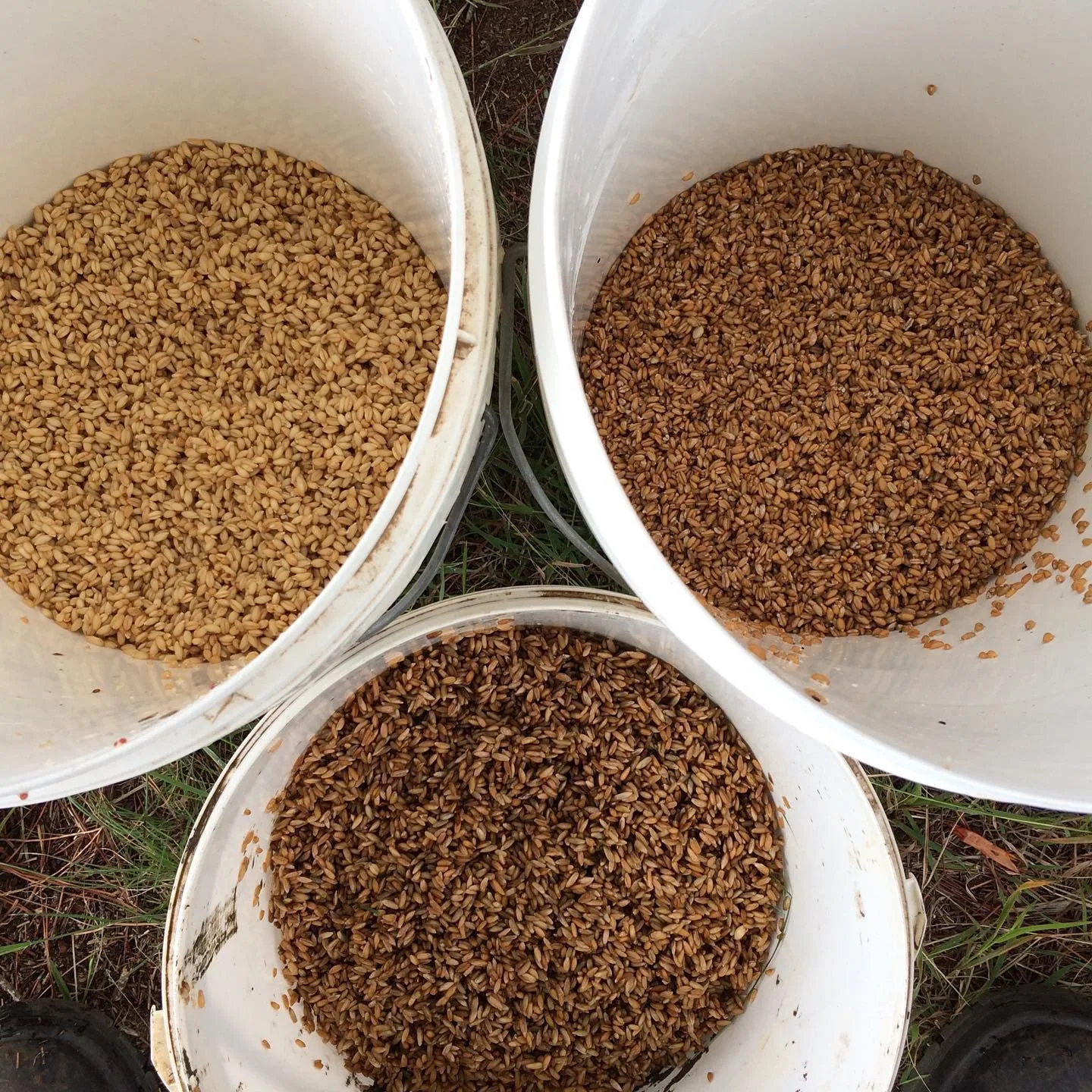 homegrown grains