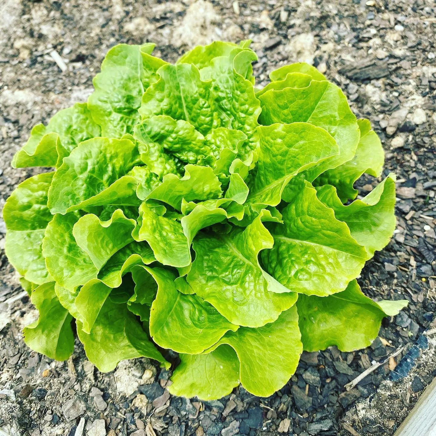 lettuce grown in raised bed