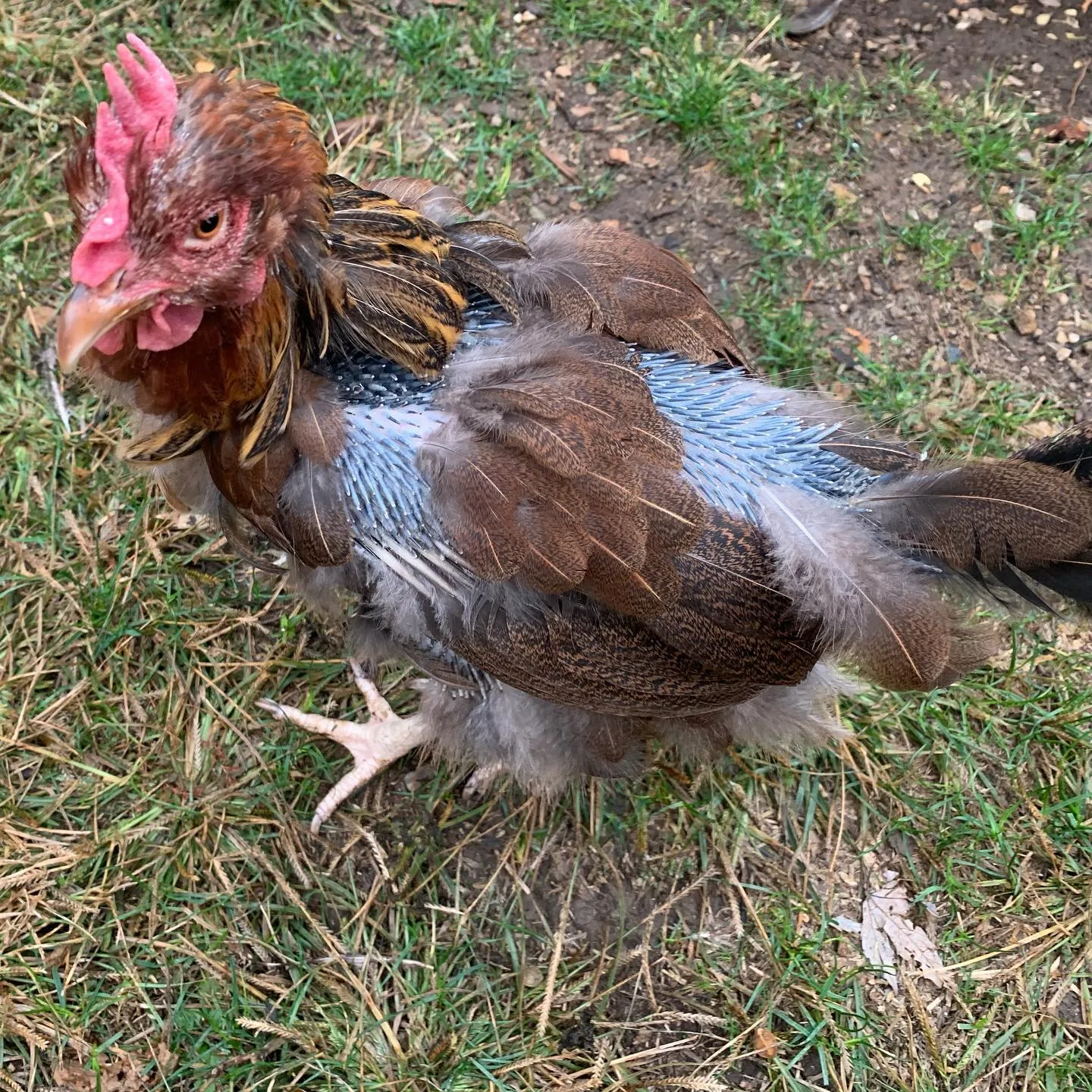 Chickens Losing Feathers On Back By Tail