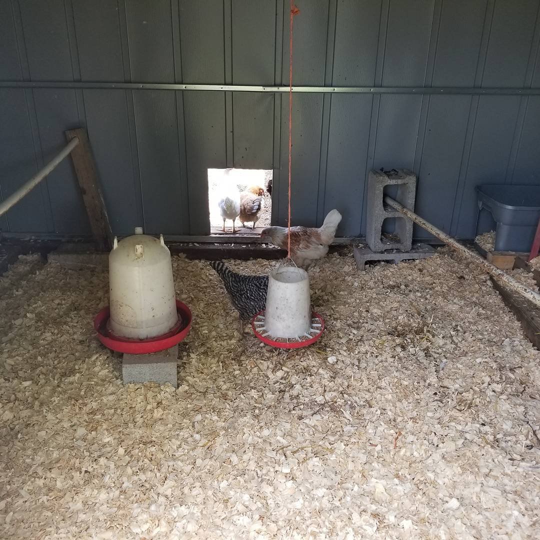 new bedding for chicken coop