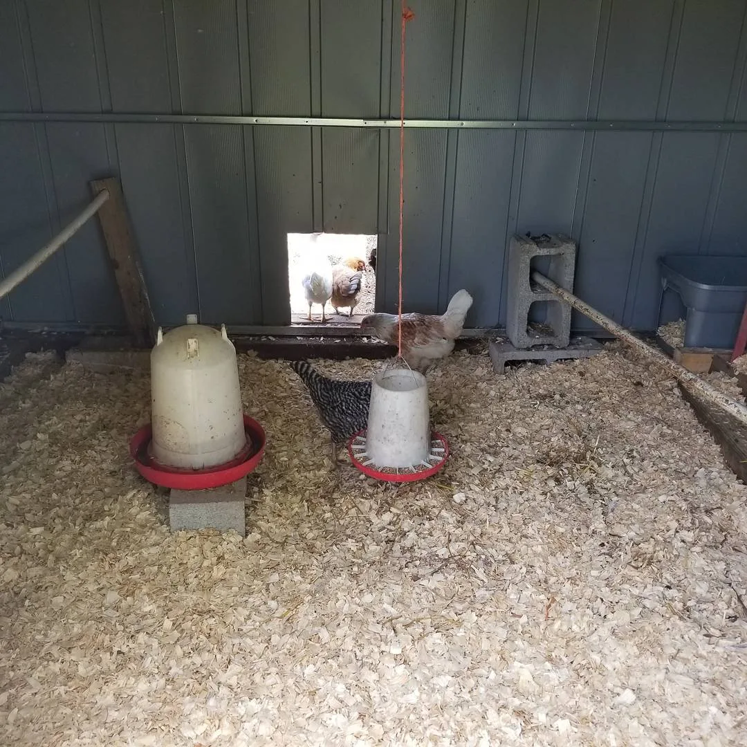 new bedding for chicken coop