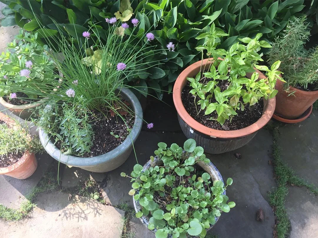 patio herbs