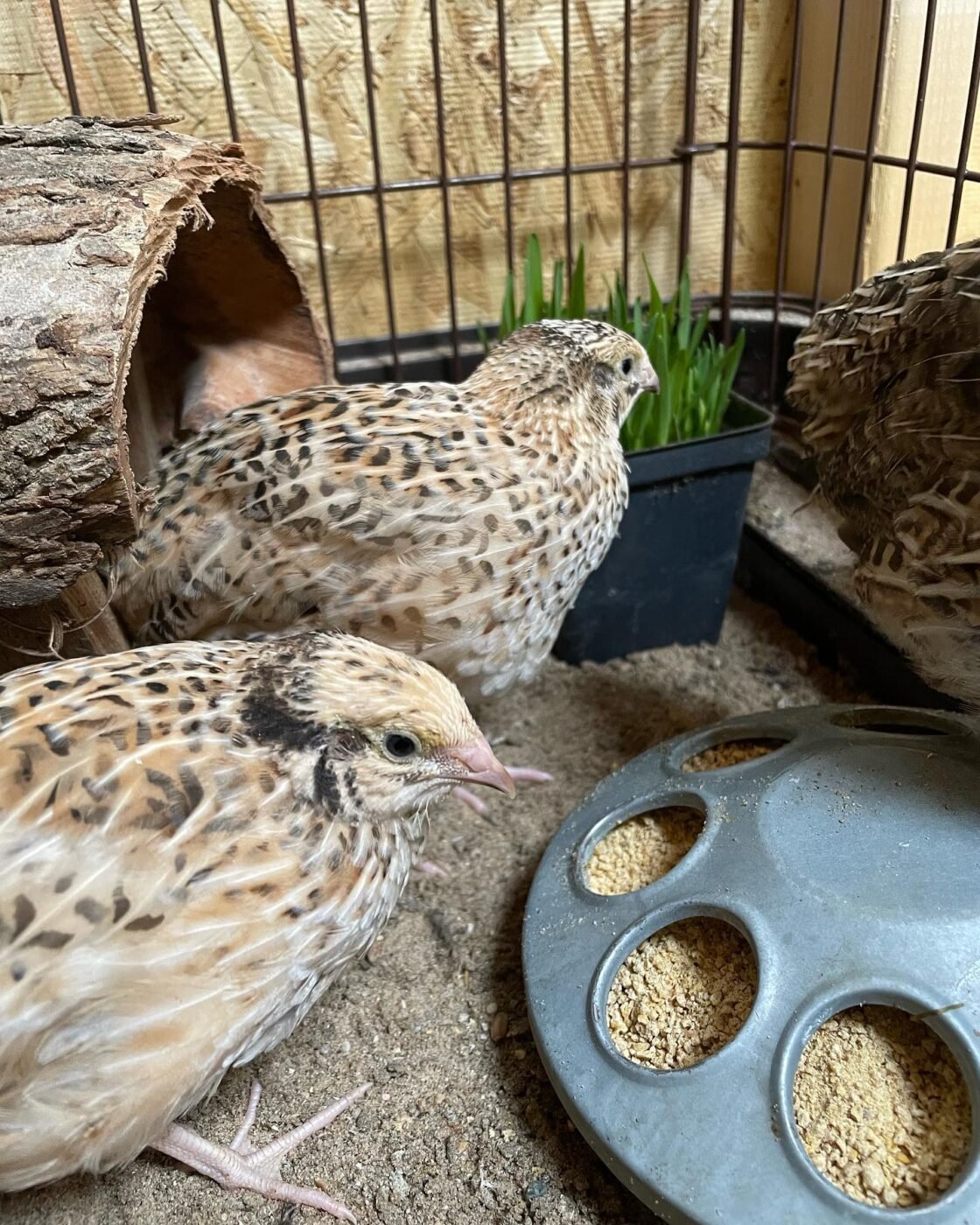 quail chickens eating their feed