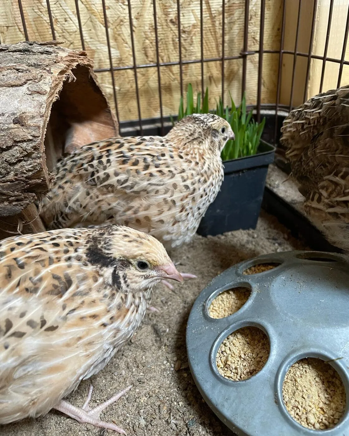 quail chickens eating their feed