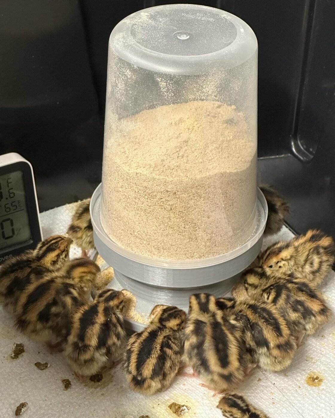 quail chicks eating crumbles