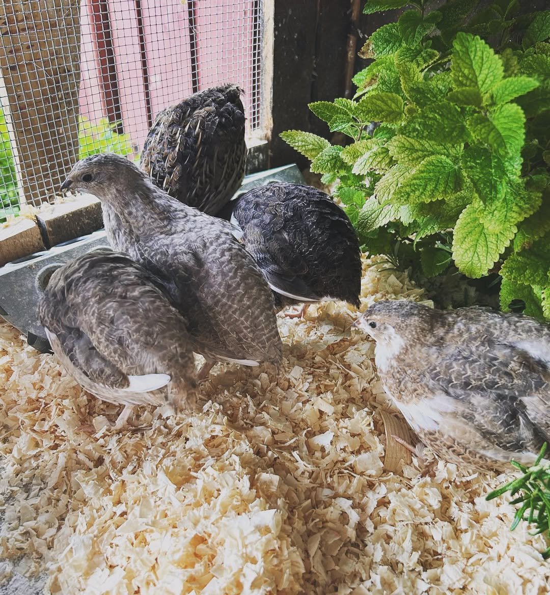 quails in the coop with plants inside
