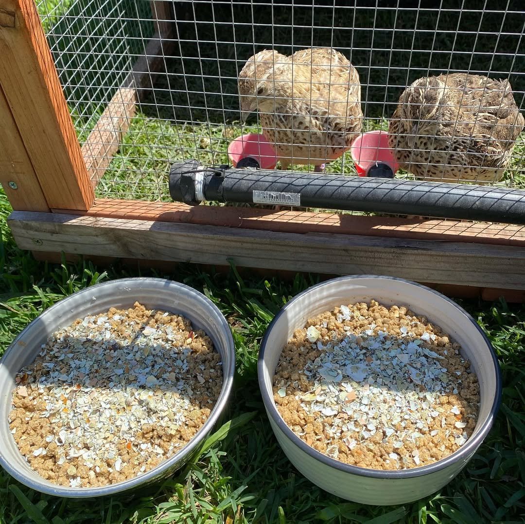 quails inside cage and feed outside
