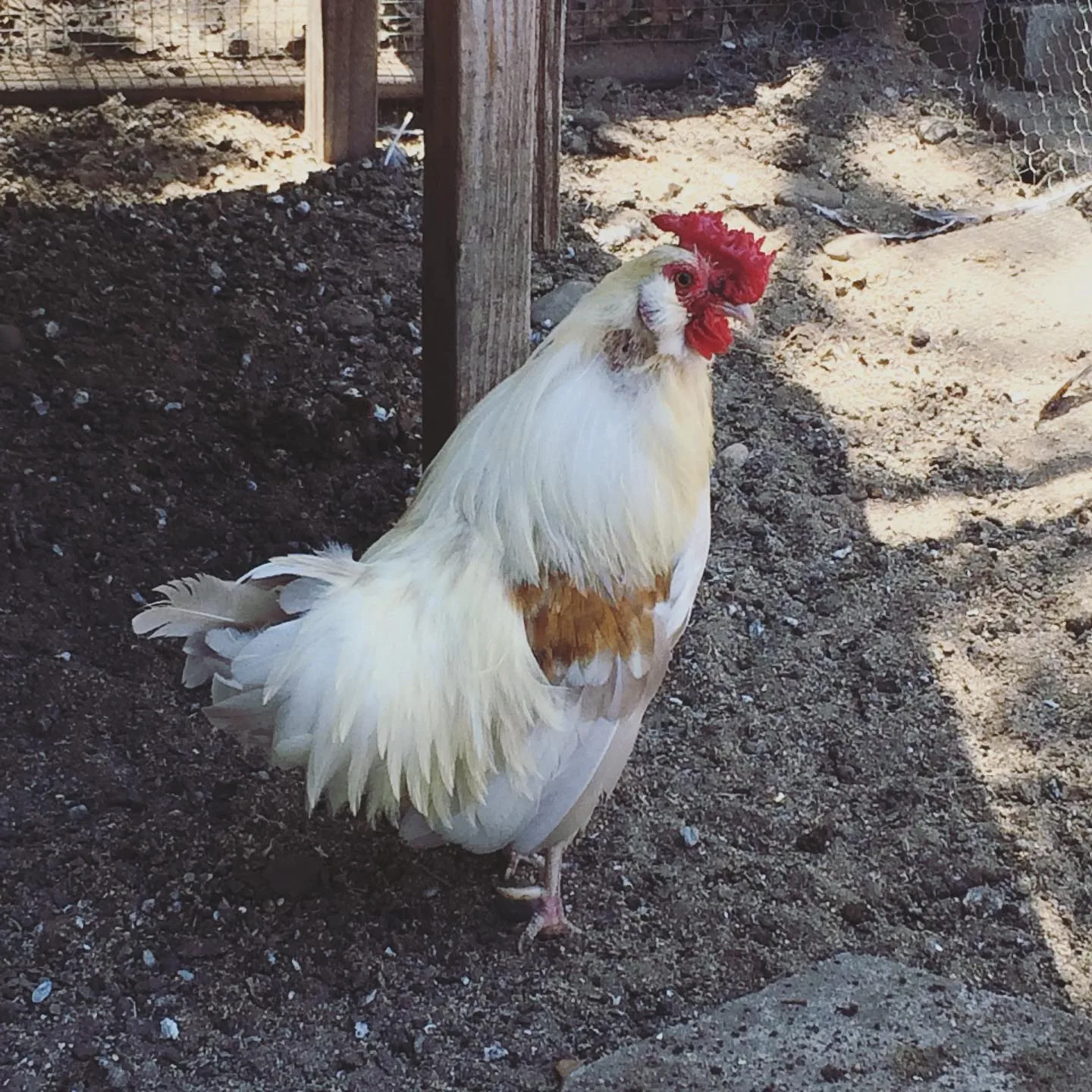 rooster with featherless tail