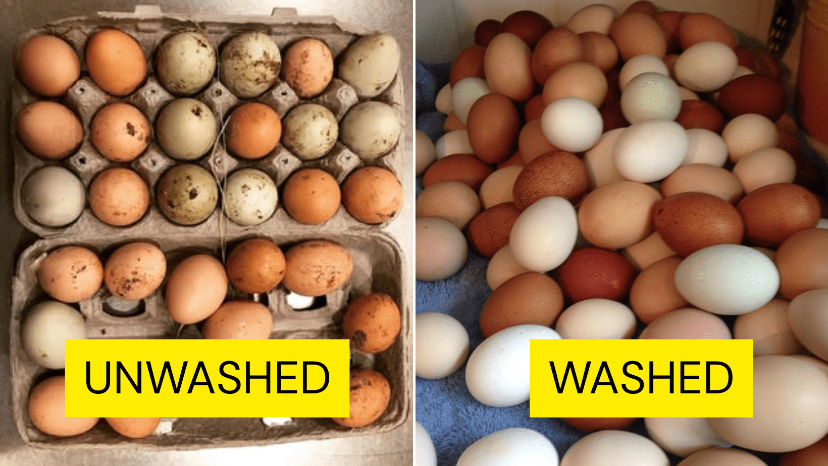 unwased vs washed eggs
