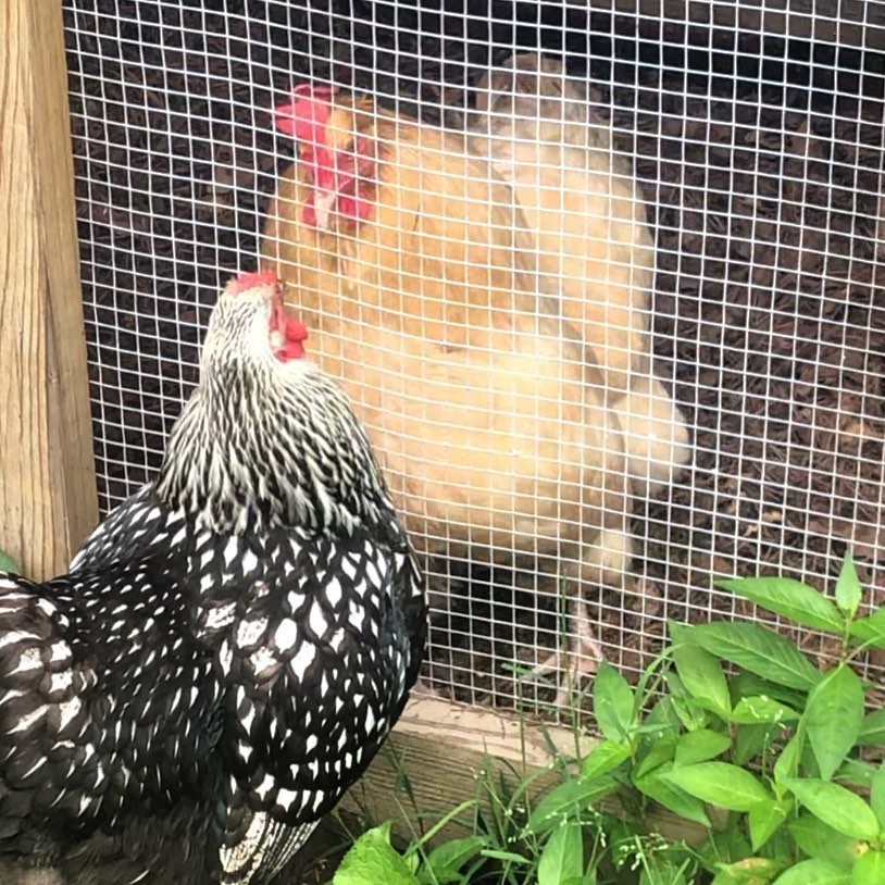 chicken coop with hardware cloth