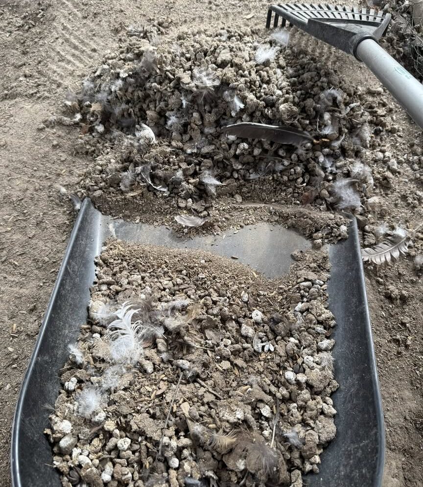 chicken manure collecting