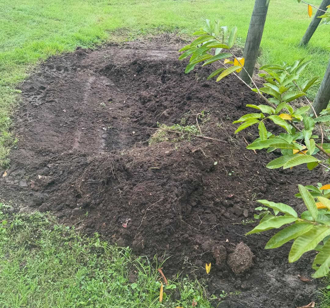 chicken manure compost