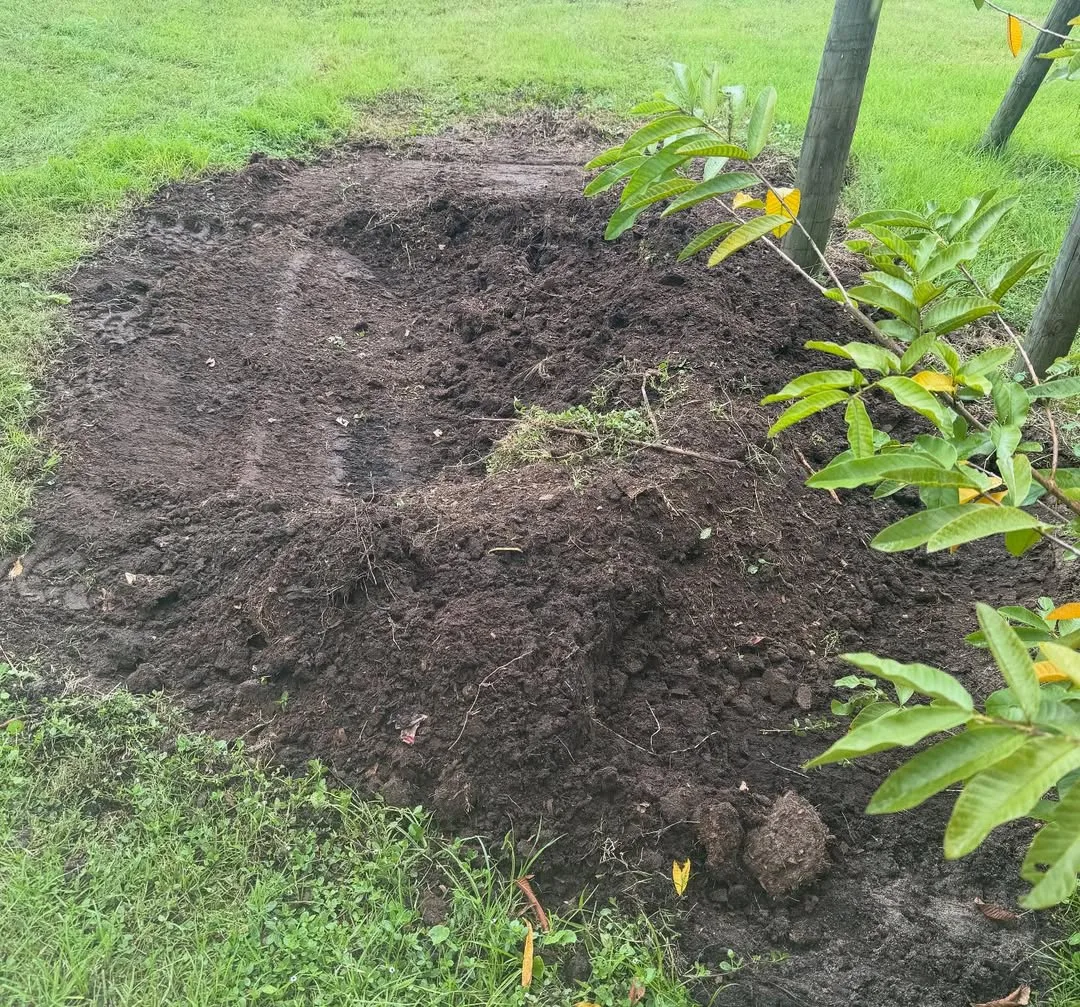 chicken manure compost