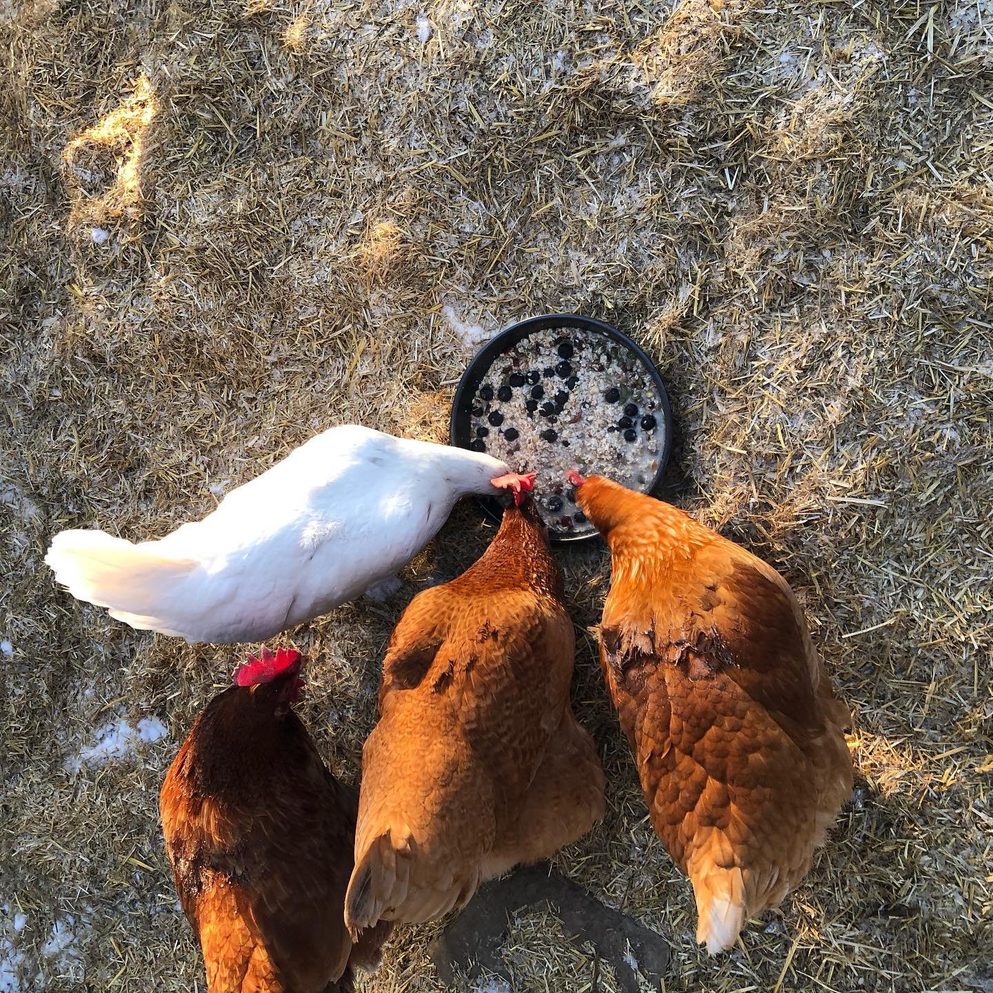 chickens eating snacks