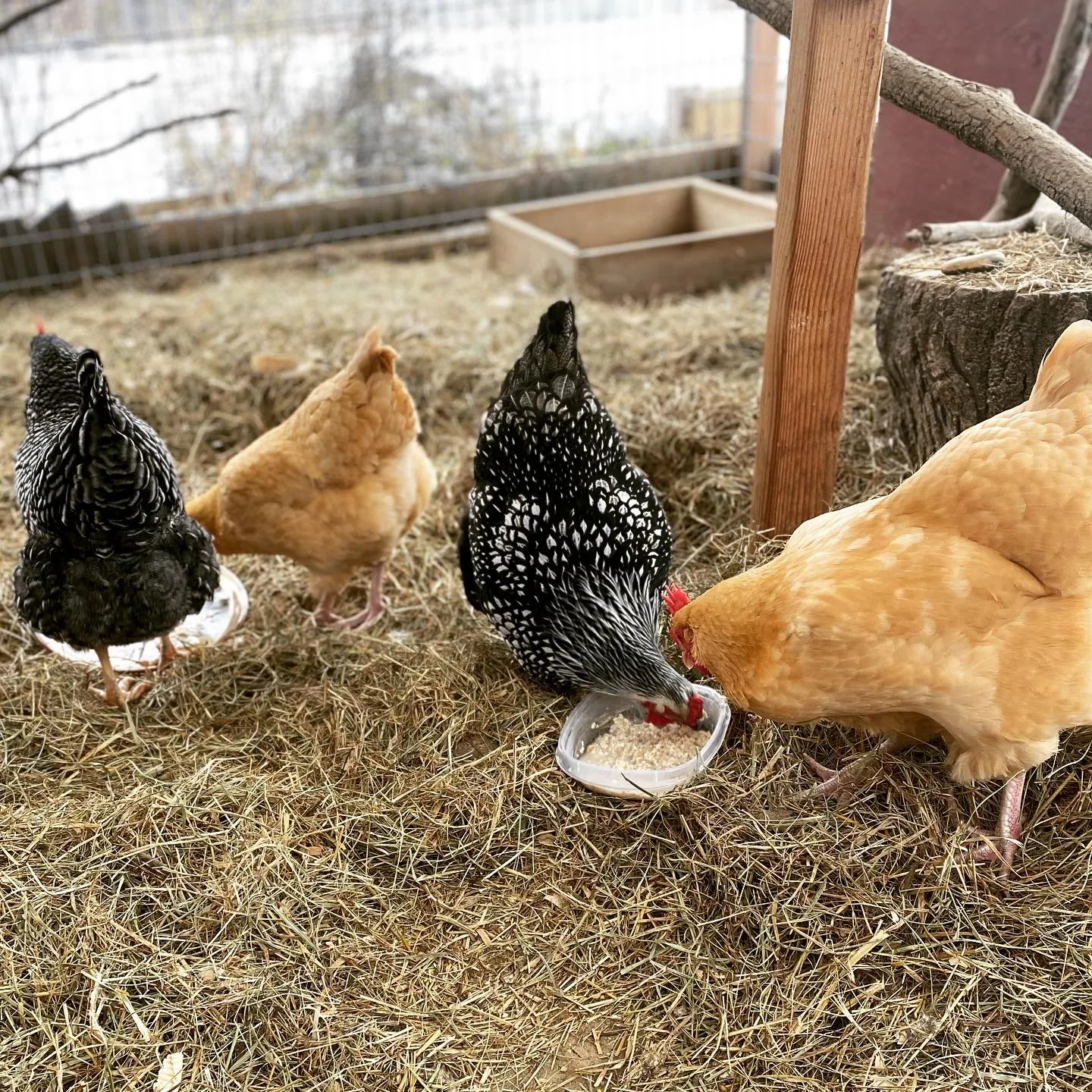 chickens in run